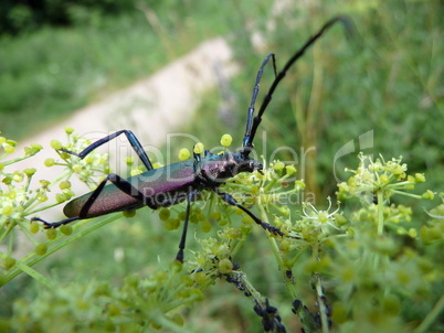 Beetle with large antennas