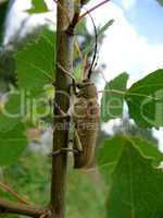 Beetle on trunk