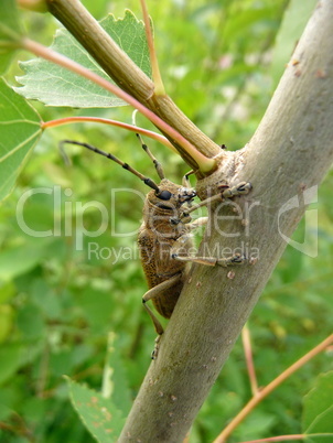 Large beetle on trunk