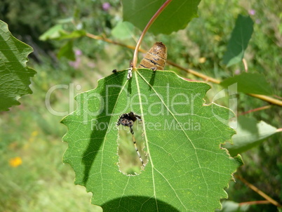 Eating beetle