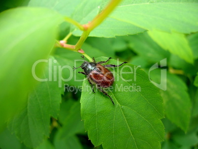 Maybug on leaf