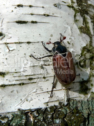 Maybug on birch