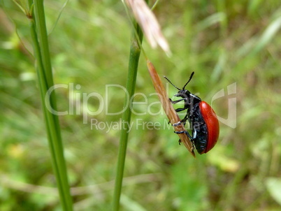 Small red bug