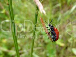 Small red bug