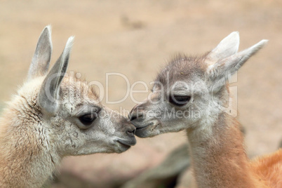 guanaco babys