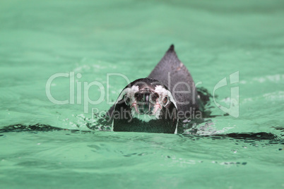 Humboldt Penguin