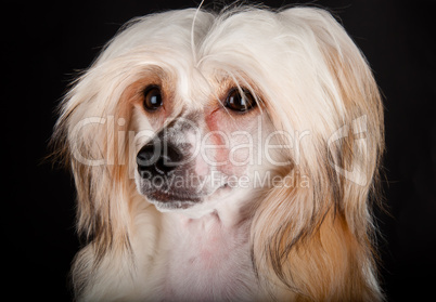 Groomed Chinese Crested Dog