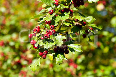 Red berries