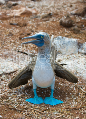 blue-footed booby