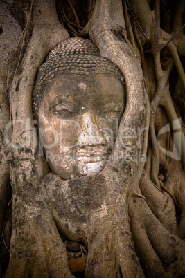 buddha's head in banyan tree roots
