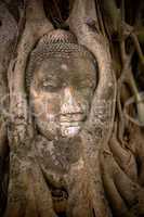 buddha's head in banyan tree roots