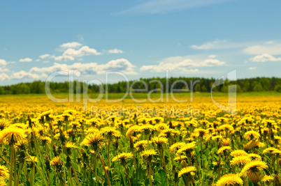 dandelion field and blue sky