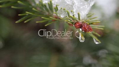 Drops on Pine Needles