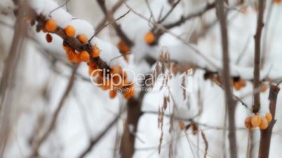 Sea-buckthorn berries under snow.