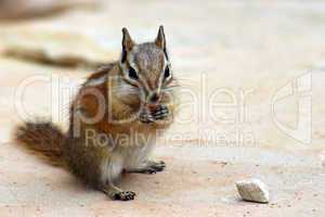 chipmunk 2