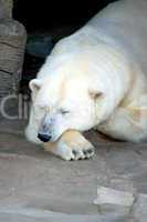Ice Bear make a Rest