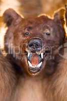 Bear show his Teeth