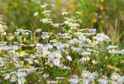 meadow in autumn