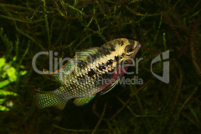 Roter Tuepfelbuntbarsch (Laetacara dorsigera) / Red dots cichlid