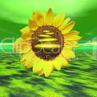 Zen sunflower