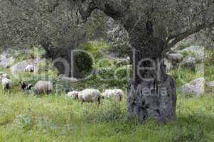 Schafe unter Olivenbäumen
