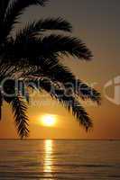 Palme mit Morgensonne