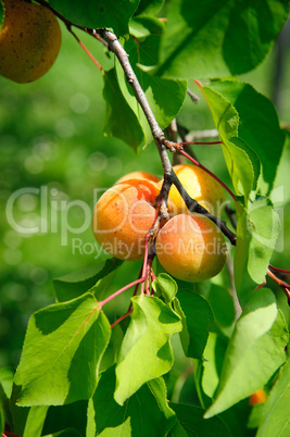 Branch with some Apricots