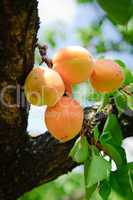 Apricots on a Tree
