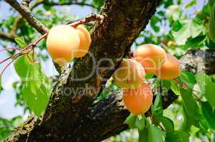 Apricot Tree Branch