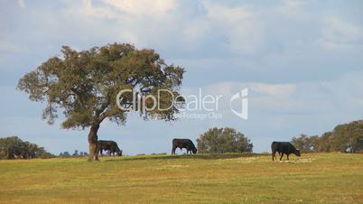 Black bulls for bullfighting graze in the farm
