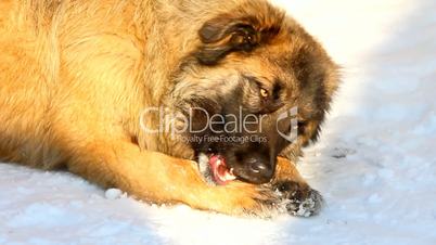 Caucasian Shepherd dog eating bone