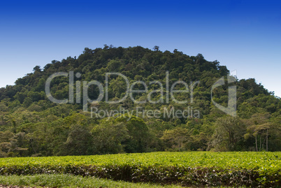 Daintree National Park, Australia