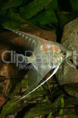 Rotrueckenskalar (Pterophyllum scalare) / Angelfish (Pterophyllu