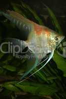 Rotrueckenskalar (Pterophyllum scalare) / Angelfish (Pterophyllu