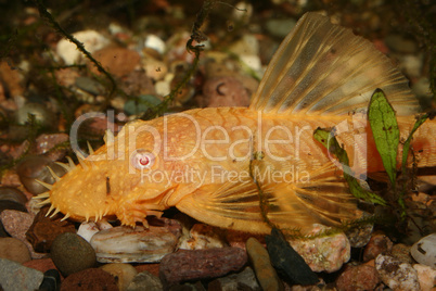 Antennenwels (Ancistrus spec.) / Catfish (Ancistrus spec.)