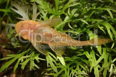 Antennenwels (Ancistrus spec.) / Catfish (Ancistrus spec.)