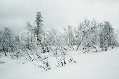 Winter forest