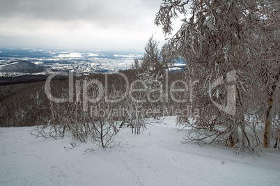 Winter forest