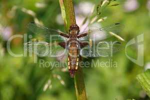 Plattbauchlibelle / Broad-bodied Chaser (Libellula depressa)