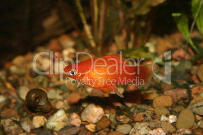 Marygold-Platy (Xipophorus maculatus)