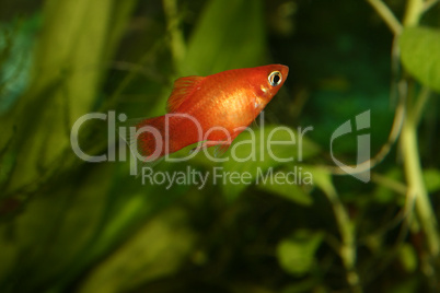 Marygold-Platy (Xipophorus maculatus)