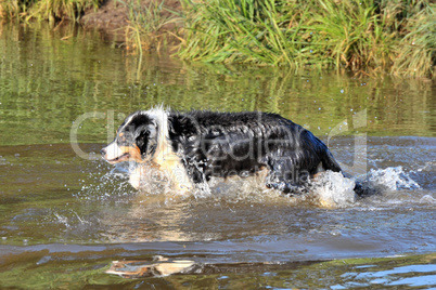 Australian Shepherd im Wasser