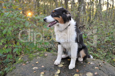 junger Australian Shepherd