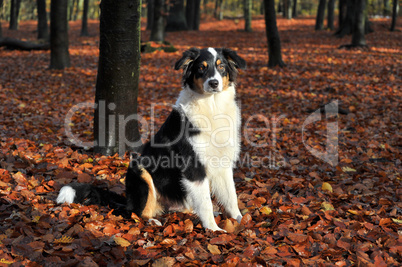 Australian Shepherd im Wald