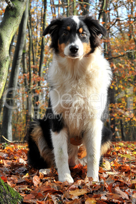 Australian Shepherd im Herbstwald