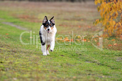 Australian Shepherd rennt