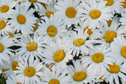 Many daisies closeup