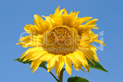 Sunflower close up