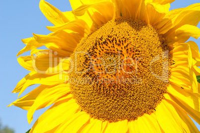 Sunflower closeup