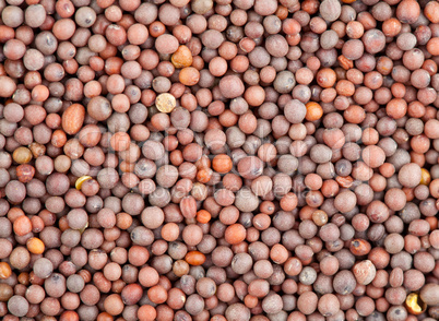 Seeds of black mustard